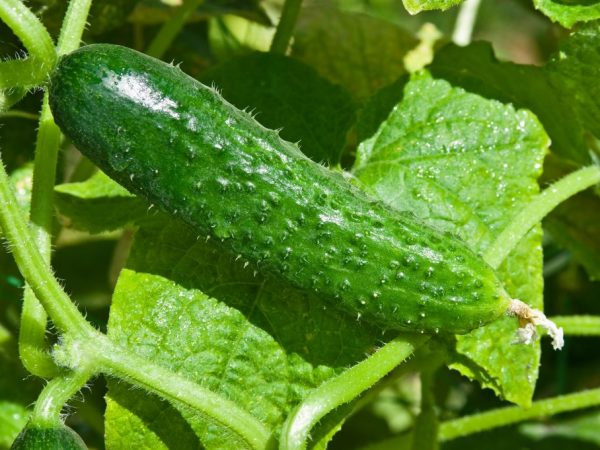 Les plantes ne sont pas immunisées contre toutes les maladies.