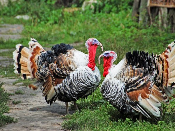 Pag-aanak at pagpapalaki ng mga broiler turkeys