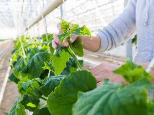 Pagtanim ng mga pipino sa isang polycarbonate greenhouse