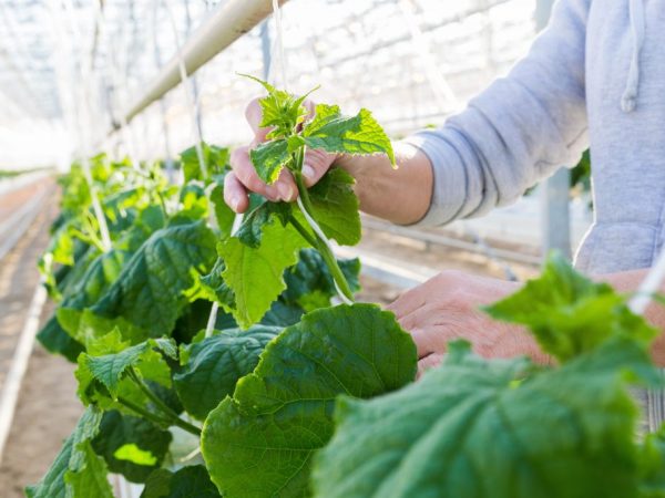 Planting cucumbers in a polycarbonate greenhouse