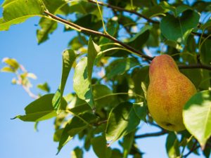 Paglalarawan ng Allegro pear