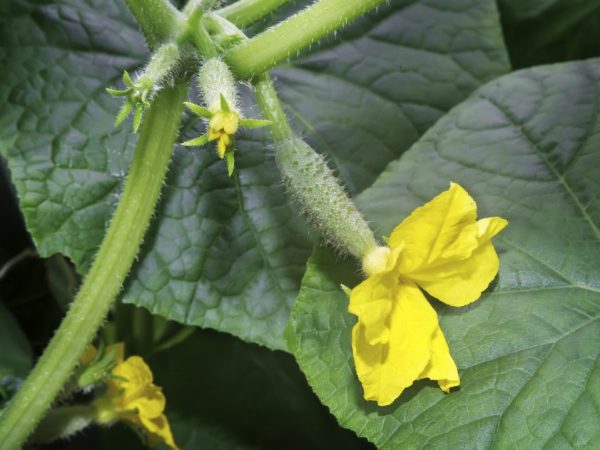 La plante a besoin d'un bon éclairage