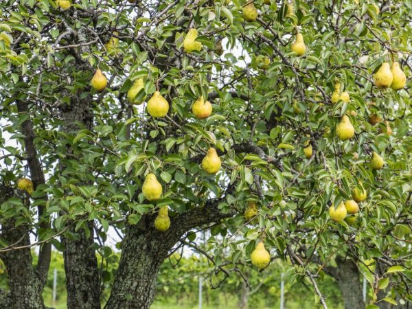 A körte gyümölcsei kerek alakúak, közepes méretűek, legfeljebb 125 g tömegűek