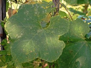 Causes des taches blanches sur les feuilles de concombre