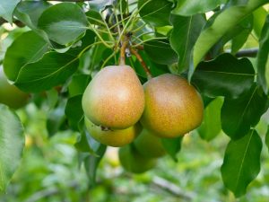 Paglalarawan ng peras Bergamot