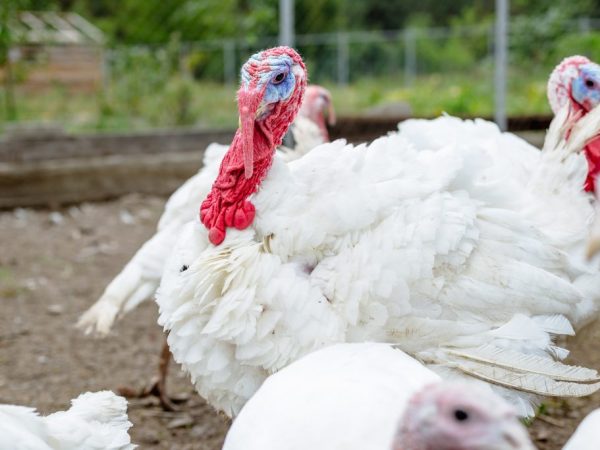 Ang mga Turkey at poult ay hindi nabubuhay nang magkasama