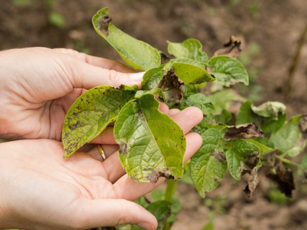 Mauvaises feuilles et croissance lente