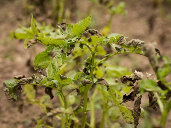 Maladies des têtes de pommes de terre