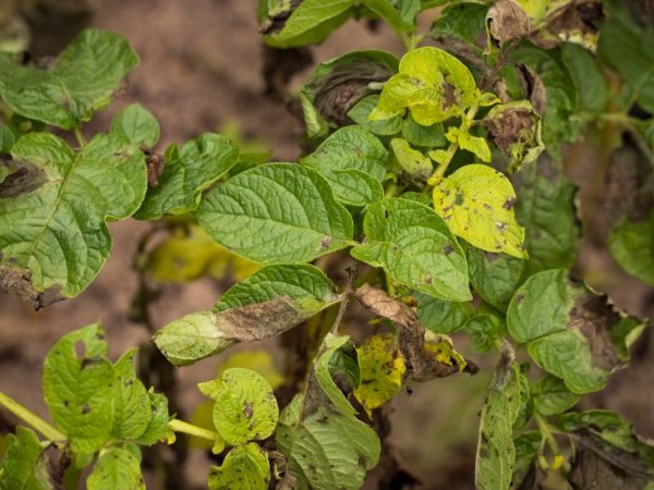 Le problème commence avec les tubercules