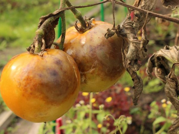 Mga karaniwang sakit na kamatis