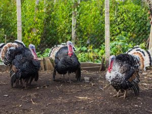 Paglalarawan ng Bronze Broad-breasted turkeys