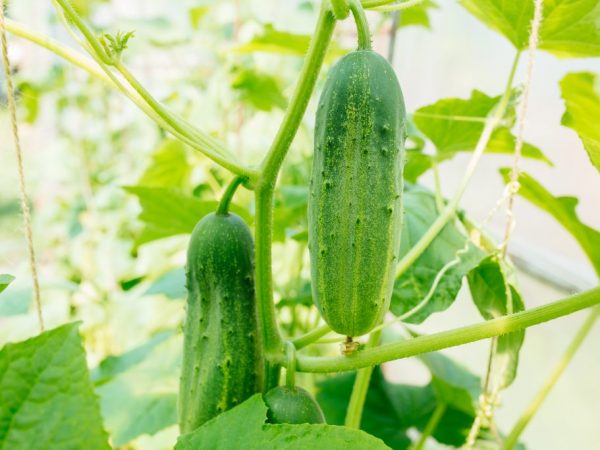 Description of the cucumber variety Buyan