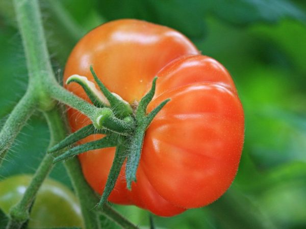 Tomato variety na regalo ni Tsar