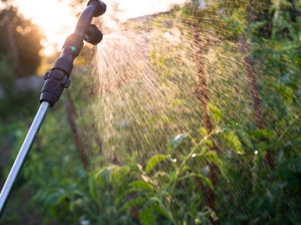 Spraying tomatoes after rain