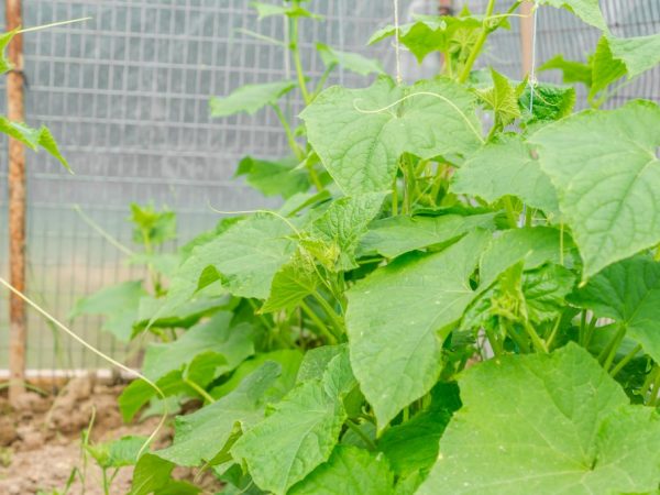 Avant la floraison, vous devez fertiliser les concombres avec du potassium.