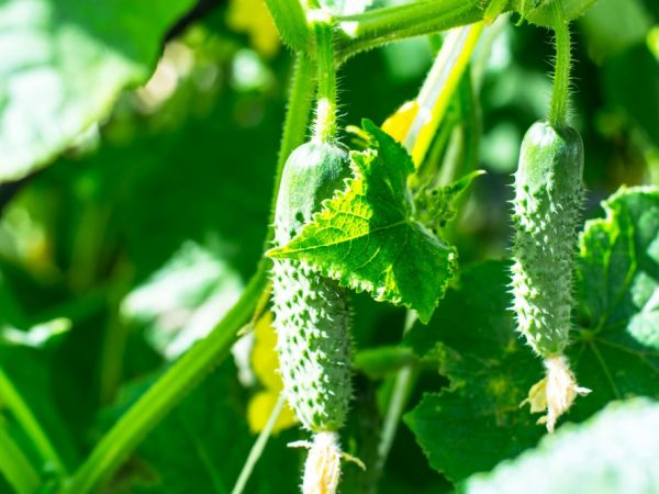 La teinture à base de plantes augmentera les rendements