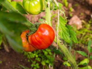 Caractéristiques des tomates de la variété Dachny Lyubimets