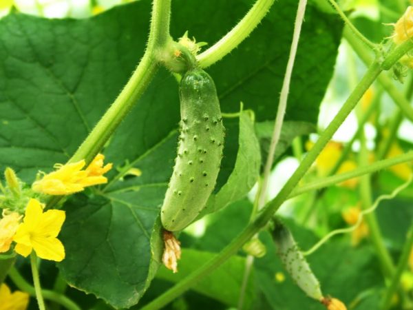 La plante pousse bien dans un sol à acidité neutre.