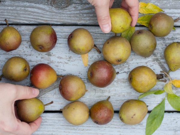 Mga Katangian ng Ornamental Curly Pear