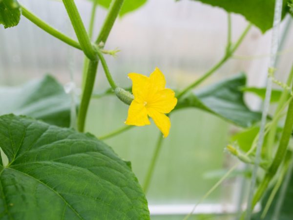 L'humidité dans la serre doit être surveillée