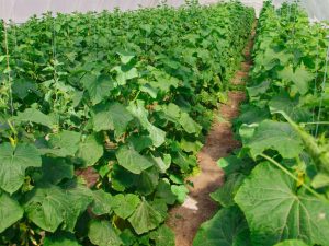 Mga tampok ng pagbuo ng mga pipino sa greenhouse