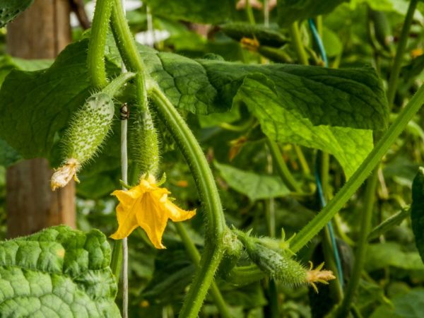 Les étapes empêchent la plante de se développer