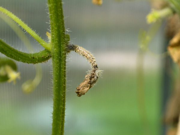 Fusarium увяхване