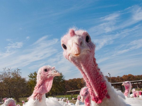 Mga sintomas at paggamot ng histomonosis sa mga turkey poult