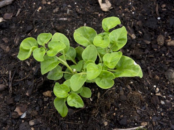 Solution de moutarde du doryphore de la pomme de terre