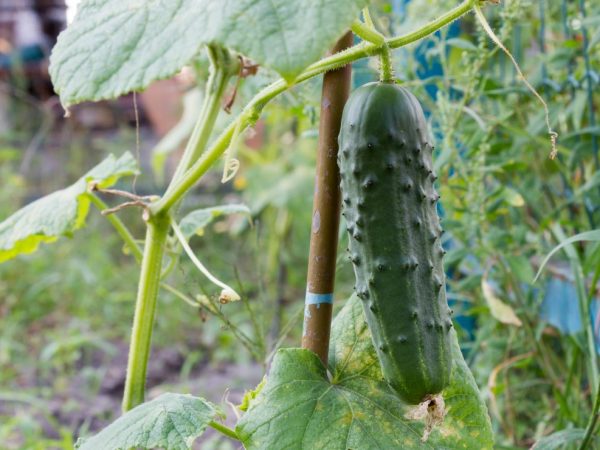 Cucumber variety City Cucumber