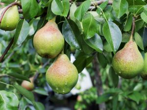 Paglalarawan ng pear Guidon