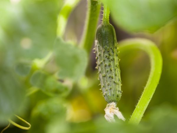 Mga Katangian ng mga cucumber ng Khutorok