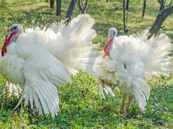 Lumalagong Big 6 na mga pabo sa bahay