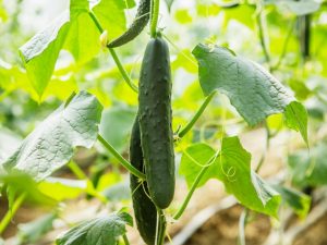 Pagproseso ng mga pipino sa greenhouse