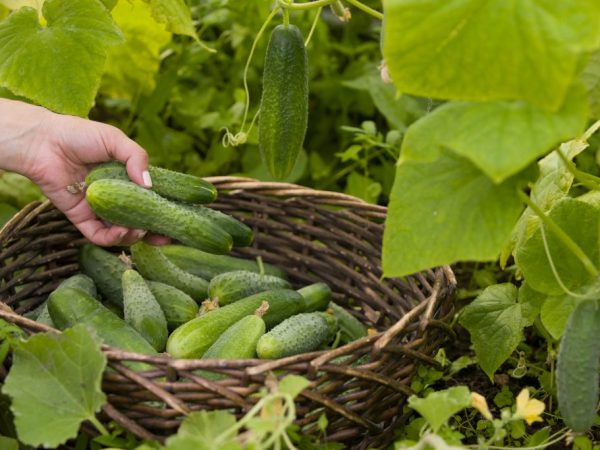 Nangungunang pagbibihis ng mga pipino sa bukas na bukid