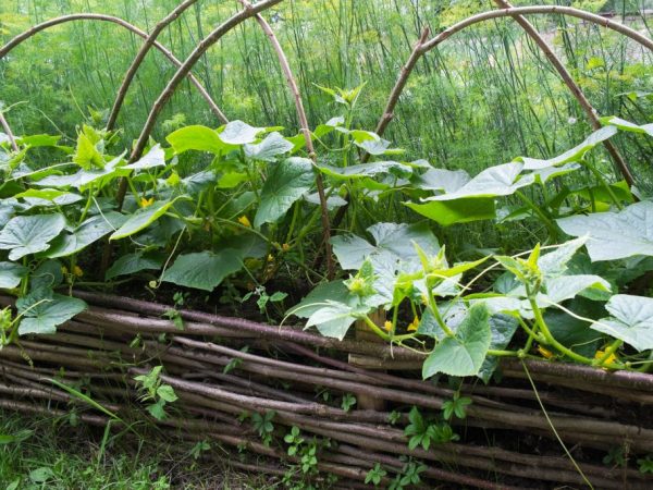 Paghahanda ng hardin para sa mga pipino