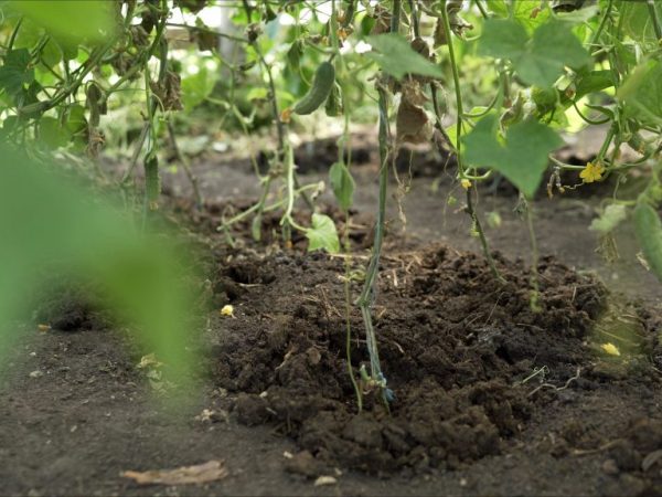 Règles pour nourrir les concombres avec du fumier frais