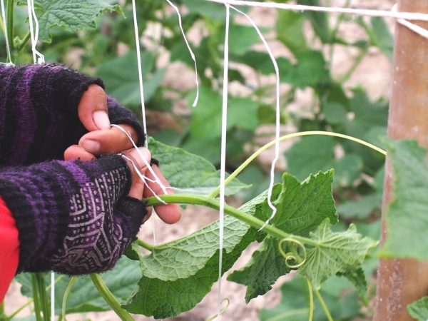 Règles pour attacher les concombres