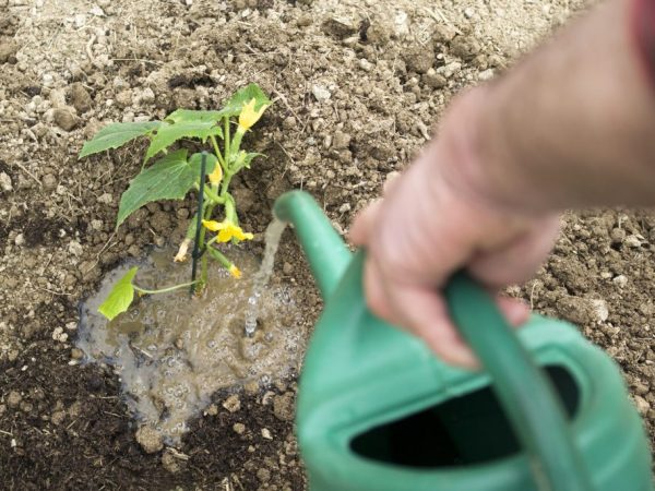 Règles pour arroser les concombres avec du lactosérum