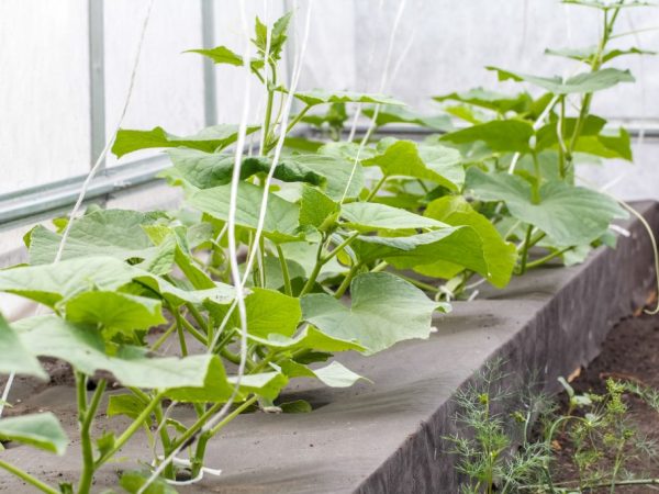 Le matériau de revêtement retiendra la chaleur et l'humidité