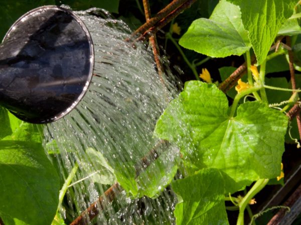 Règles d'arrosage pour les concombres