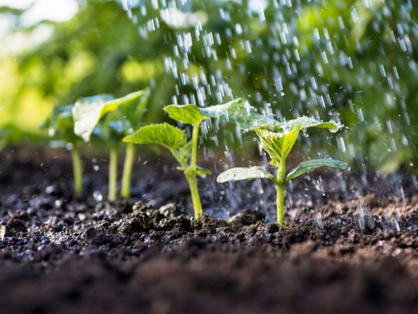 Ne peut être arrosé qu'avec de l'eau tiède