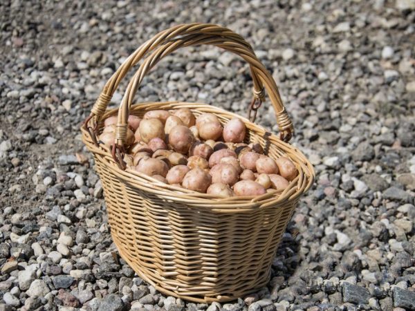 Plantez correctement les pommes de terre