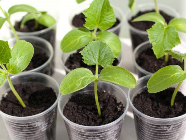 Les semis prêts peuvent être plantés dans le sol