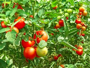 Moyens d'accélérer la maturation des tomates