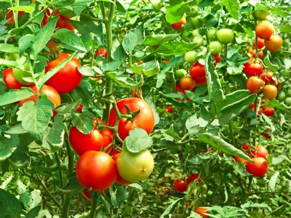 Ways to speed up the ripening of tomatoes