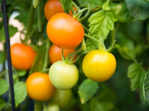 Mga paraan upang mapabilis ang pagkahinog ng mga kamatis sa isang greenhouse