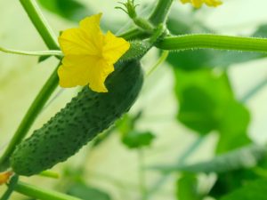 Lumalagong maagang mga pipino sa isang greenhouse