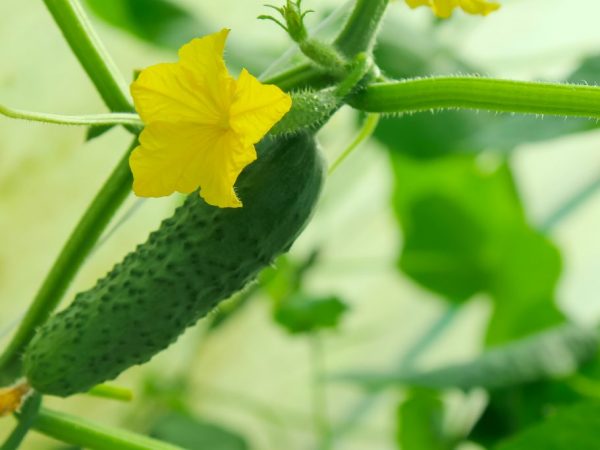 Cultiver des concombres précoces dans une serre