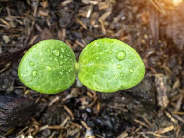 Recherche de conteneurs adaptés pour la plantation